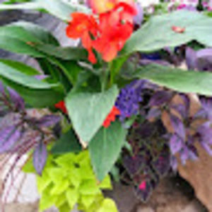 Meet your Posher, Hazel